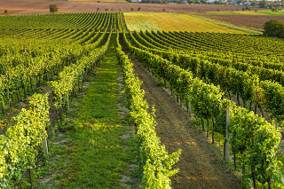 Caporalato nelle vigne delle Langhe, nove misure cautelari